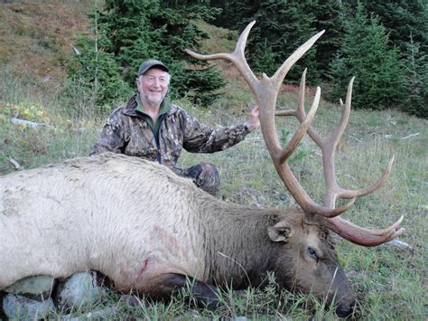 Roosevelt Elk Fraser River Outfitters Vancouver Island Bc Hunting Trips