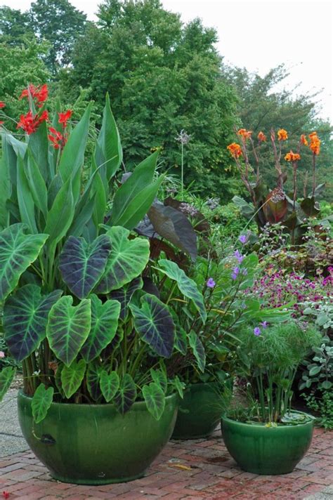 Container Gardening With Canna Lilies 90 Plants Container Garden