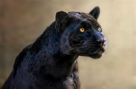 Portrait Of A Black Jaguar Stock Photo Download Image Now Jaguar