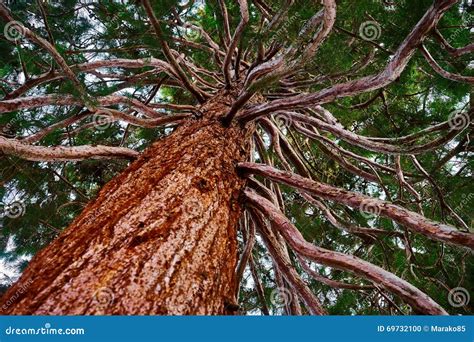 Mammoth Tree With Many Branches Skyward Stock Photo Image Of Brown