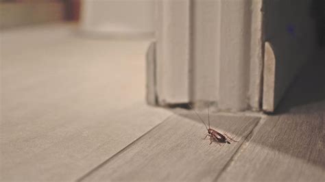 7 Common Types Of Bugs You Might See In Your Home Forbes Home