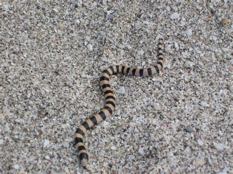 Banded Sand Snake In October 2009 By Lin Piest · Inaturalist