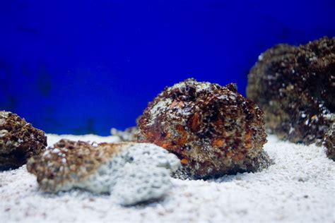 The Worlds Most Venomous Fish 7 Facts About Stonefish