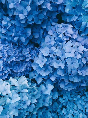Blue 710 Blue Flower Wallpaper Blue Aesthetic Pastel