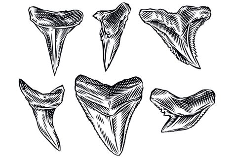 Drawing Of A Shark Tooth Bornmodernbaby