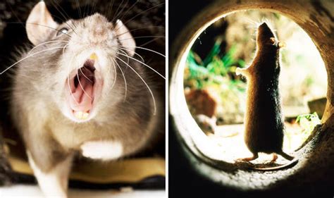 Rat Invasion Hundreds Of Millions Of Poison Resistant Super Rodents