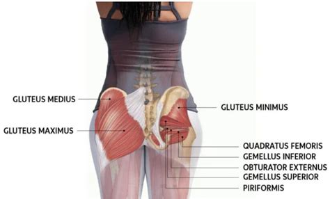 Muscle labeling diagram showing top 8 worksheets in the category muscle labeling diagram. Labelled Diagram Of The Muscles In The Human Body