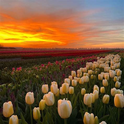 Tulip Tours Holland On Instagram The Most Beautifull Sunset I Have