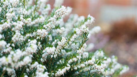 10 Winter Plants With Frosted Foliage Turn Your Garden Into A Winter