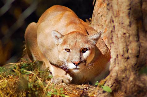 Mountain Lion Interesting Facts And Pictures Animals Lover