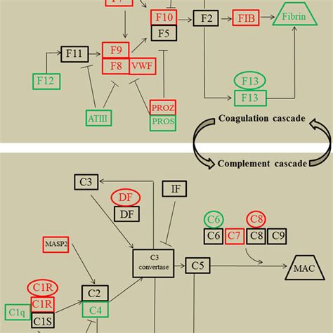 Simplified Coagulation Cascade And Complement System Featuring