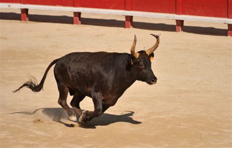 Running Bull Stock Photo Download Image Now Istock