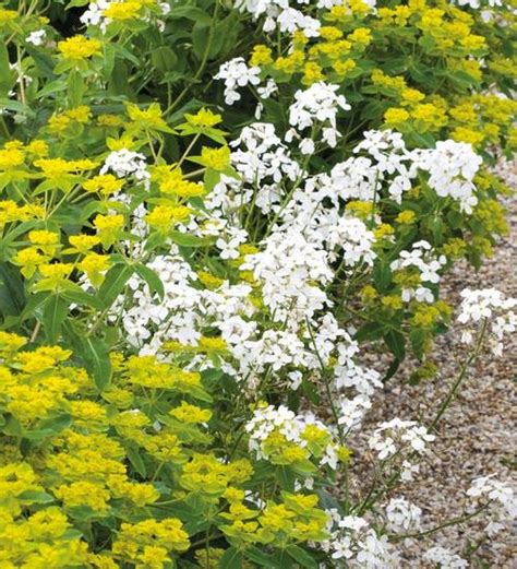 Hesperis Matronalis White With Images Woodland Flowers Woodland