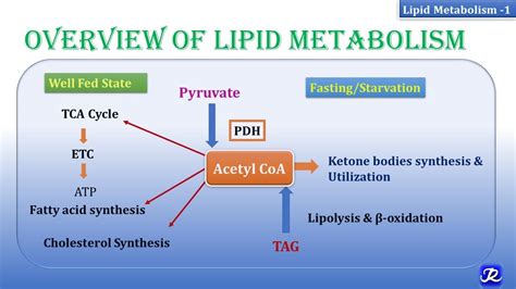 1 Overview Of Lipid Metabolism Lipid Metabolism 1 Biochemistry N