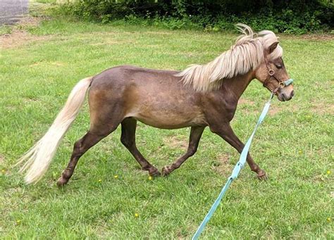 Miniature Horses For Sale By State