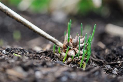 10 Unusual Herbs To Grow Bbc Gardeners World Magazine