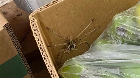 Giftige Spinne in Supermarkt-Bananenkiste sorgt für Feuerwehreinsatz