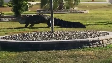 Aggressive 11 Foot Alligator Wrangled From Neighborhood In