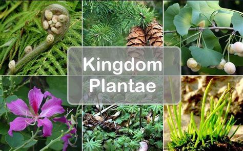 Kingdom Plantae Plants Definition Characteristics Classification