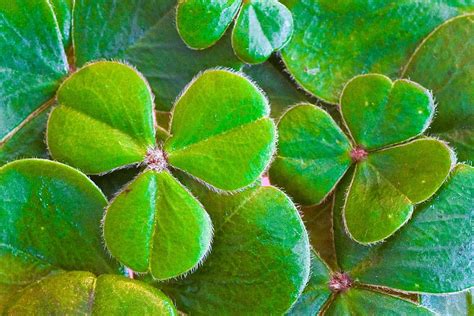 Clover Four Leaf Clover Green Klee Leaves Luck Lucky Charm Hd
