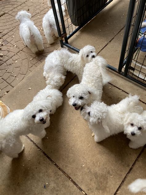 Bichon Frise Puppies For Sale Gallant Road Al 518125
