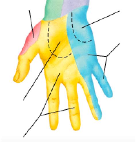 Anatomy Unit 3 Exam Palmar Hand Cutaneous Innervation Diagram Quizlet