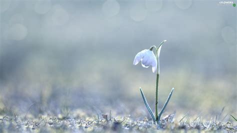 Lonely Snowdrop Flowers Wallpapers 1920x1080