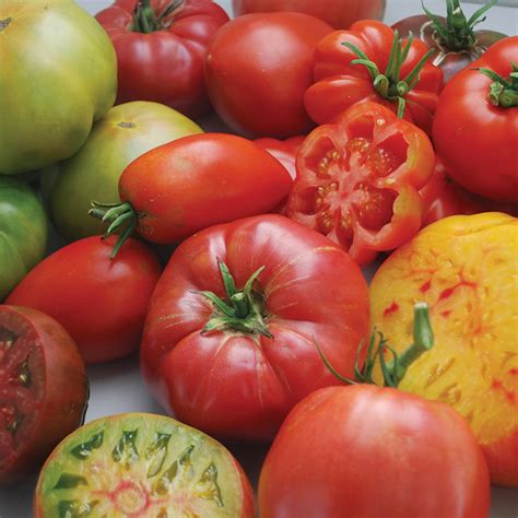 Gourmet Heirloom Blend Tomato Seed Sale Totally Tomatoes