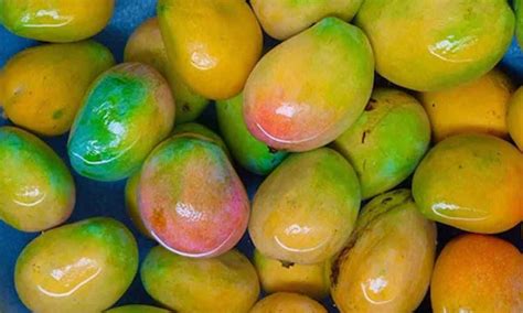 Why You Must Soak Mangoes In Water Before You Start Eating Them
