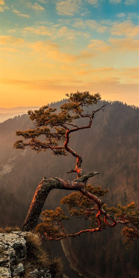 1080x2160 Lone Tree On Top Of Mountain 4k One Plus 5thonor 7xhonor
