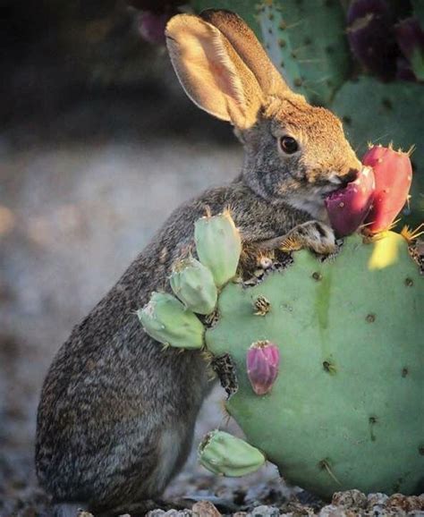 It can be used in many different ways such as foods, crops, etc. Pin by Debbie Muise on The Beautiful Sonoran Desert in ...
