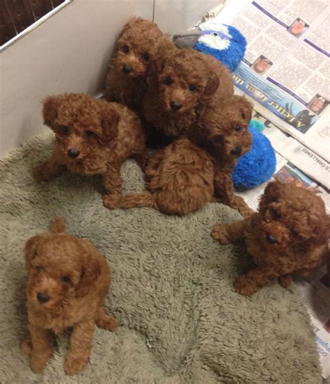 Red Teddy Bear Litter Of Poodles West Coast Poodles Poodle Puppy