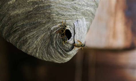 How To Get Rid Of Wasps Home Remedies