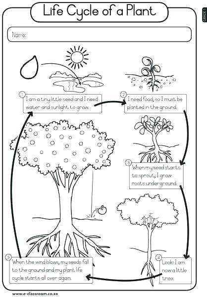 Plant Life Cycle Worksheet Printables