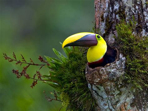 Toucan Nest Popular Photography Animal Photography Nature Photography