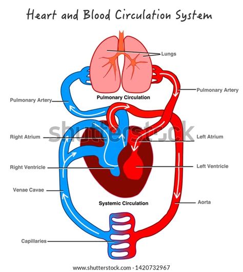 Sistema De Circulación Sanguínea Anatomía Estilizada Del Corazón