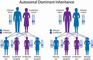 Genetics And Inheritance Nfed