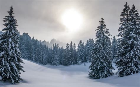 Fir Tree Forest With Snow Covered In Background Of Sky And Sun During