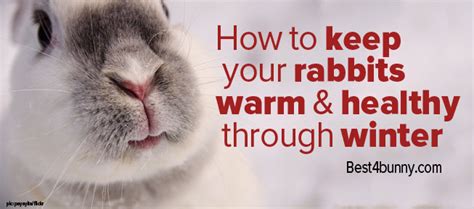 How To Keep Your Rabbit Warm And Healthy In Winter Best4bunny