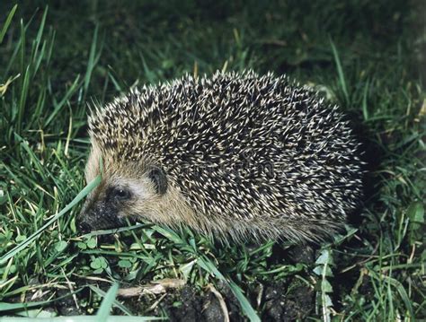 European Hedgehog Erinaceus Europaeus Adult Standing On Grass Stock