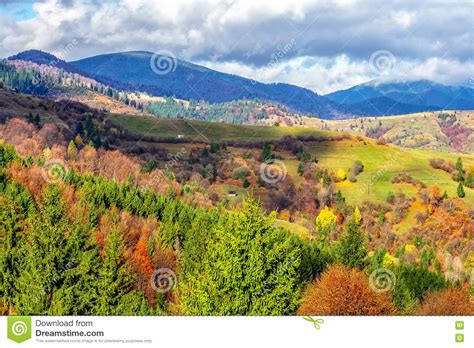 Pine Trees On Hillside In Autumn Mountains Stock Image