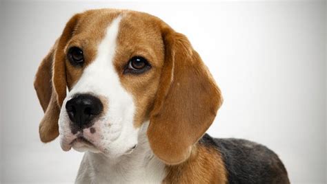 Beagle Dog Breed Selector Animal Planet