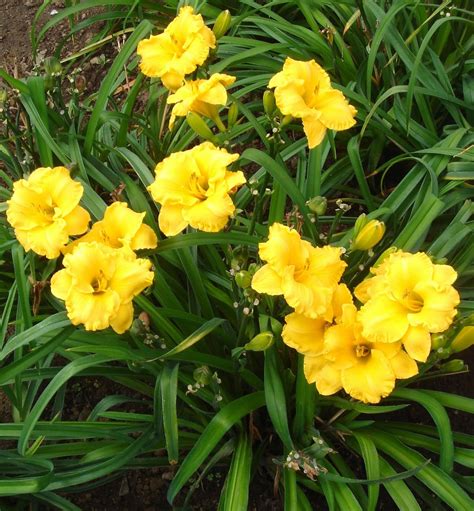 Plant Preview Luminous Key Largo Moon Daylily Blooms Non Stop