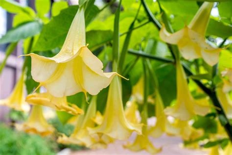 Brugmansia Plant Care And Growing Guide