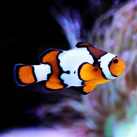 Ora Captive Bred Snowflake Clownfish Fish And Coral Store