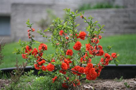 At the turn of the 20th century, almost every rural family had a fruiting quince tree. Quince - Gammon's Garden Center & Landscape Nursery