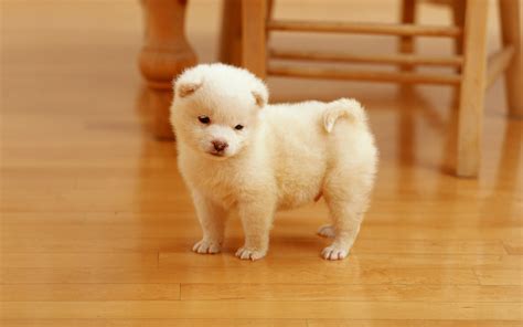 Cutest Puppy Wallpapers Hd Wallpapers Id 10378