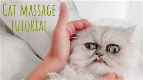 Cat Massage Tutorial Youtube