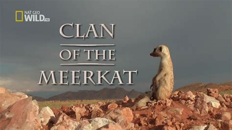 Clan Of The Meerkat Meerkats Wiki Fandom