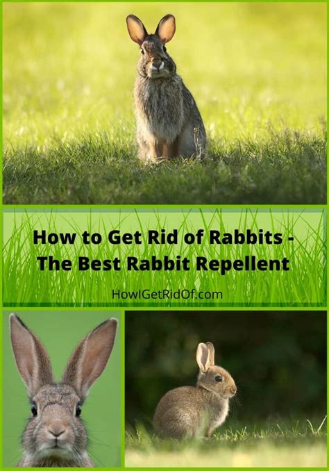 best rabbit repellent how to get rid of rabbits how i get rid of